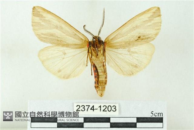 赭新污燈蛾藏品圖，第2張