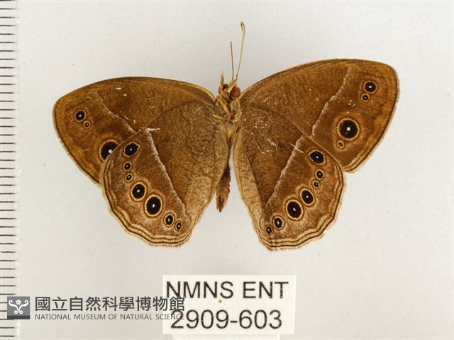 淺色眉眼蝶藏品圖，第2張
