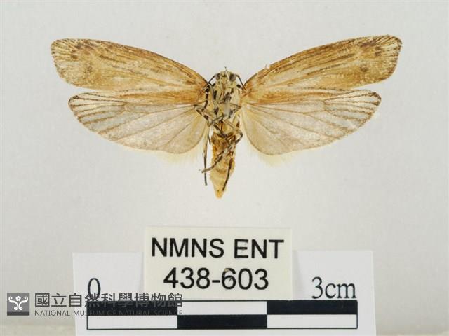 線紋篩蛾藏品圖，第2張