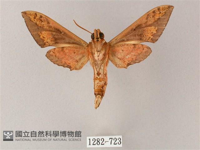 雙斑白肩天蛾藏品圖，第2張