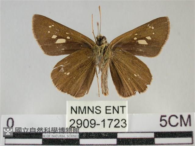 黃紋孔弄蝶藏品圖，第2張