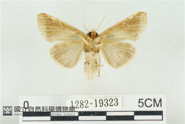 印華波紋蛾藏品圖，第2張