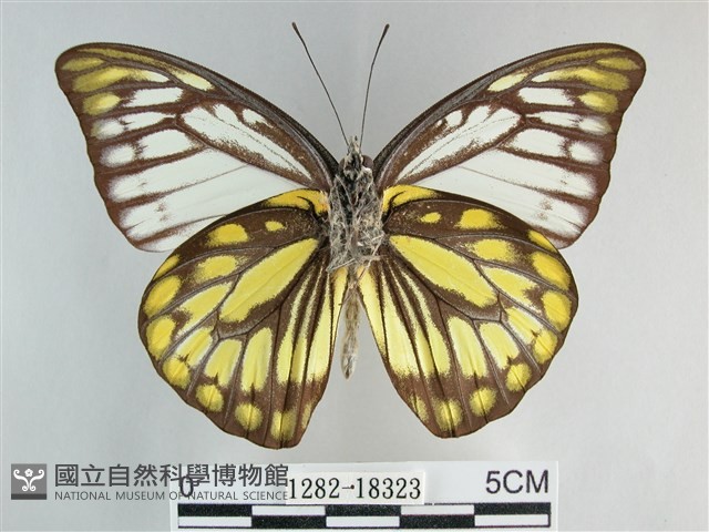 鋸粉蝶藏品圖，第2張