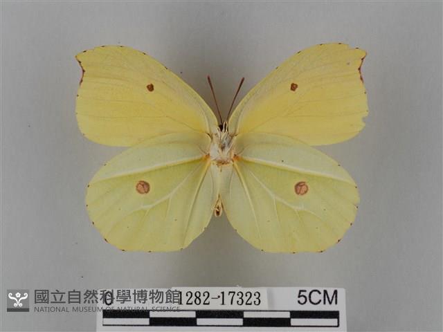 圓翅鉤粉蝶藏品圖，第2張