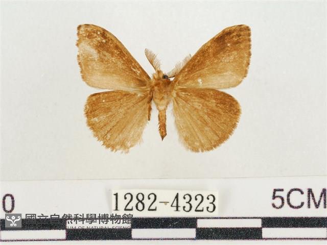 小白紋毒蛾藏品圖，第2張