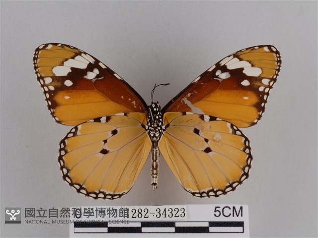 樺斑蝶藏品圖，第2張