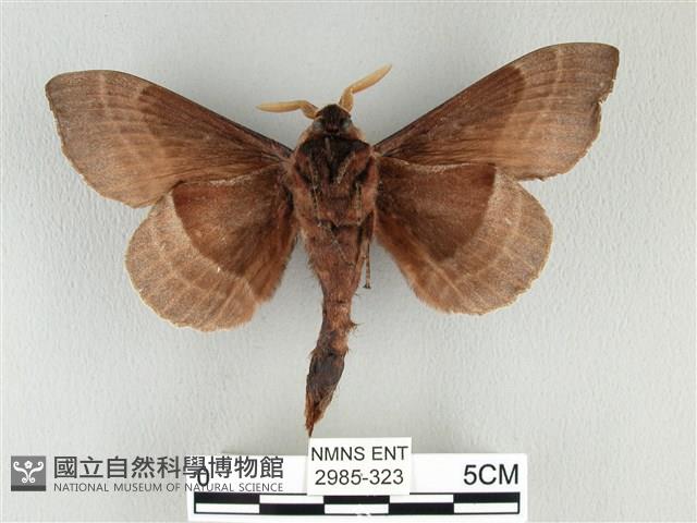 松大毛蟲藏品圖，第2張