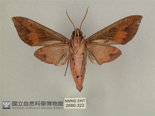 背中白天蛾藏品圖，第2張