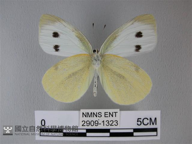 白粉蝶、紋白蝶藏品圖，第2張