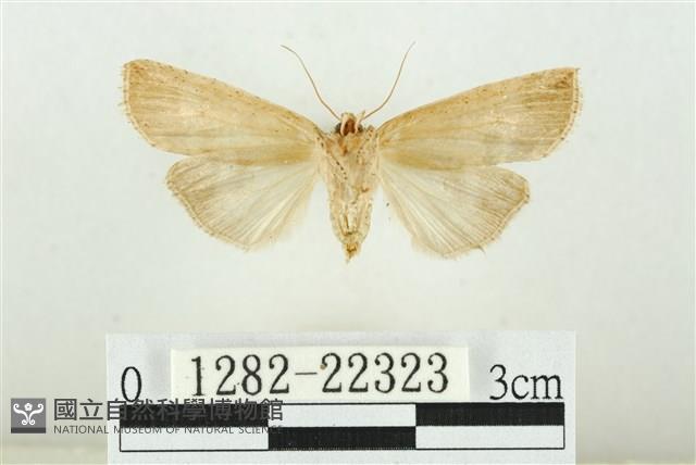 線平波紋蛾藏品圖，第2張