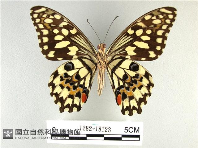 花鳳蝶、無尾鳳蝶藏品圖，第2張