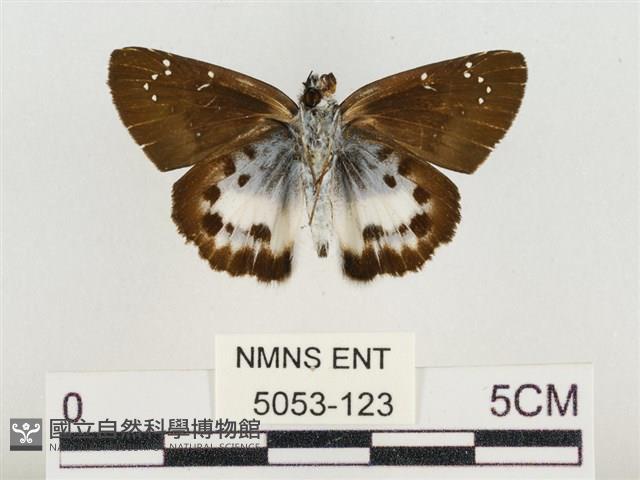 白裙弄蝶藏品圖，第2張