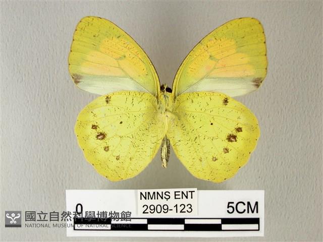 異粉蝶、雌白黃蝶藏品圖，第2張