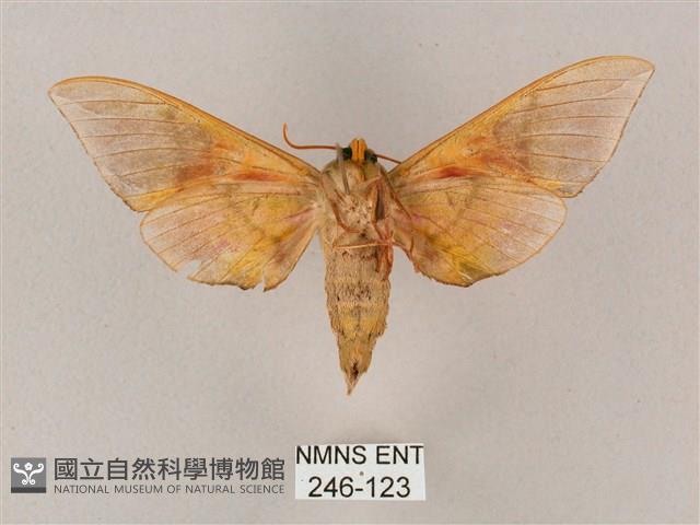 榆綠天蛾藏品圖，第2張