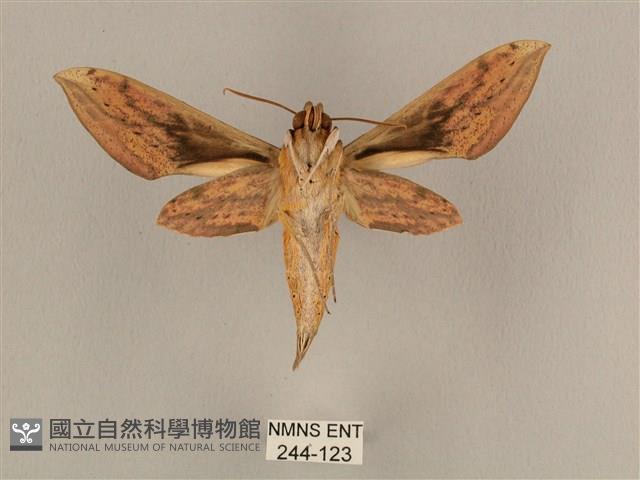 背線天蛾藏品圖，第2張