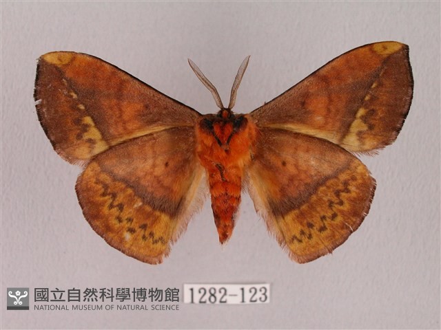 阿里山絨帶蛾藏品圖，第2張