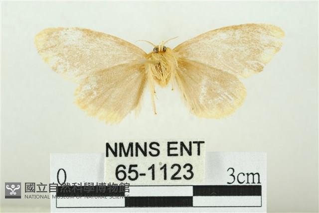 黑翅黃毒蛾藏品圖，第2張