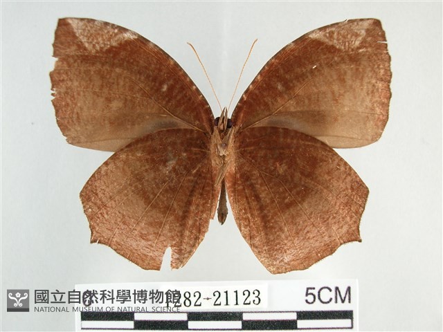 藍紋鋸眼蝶藏品圖，第2張