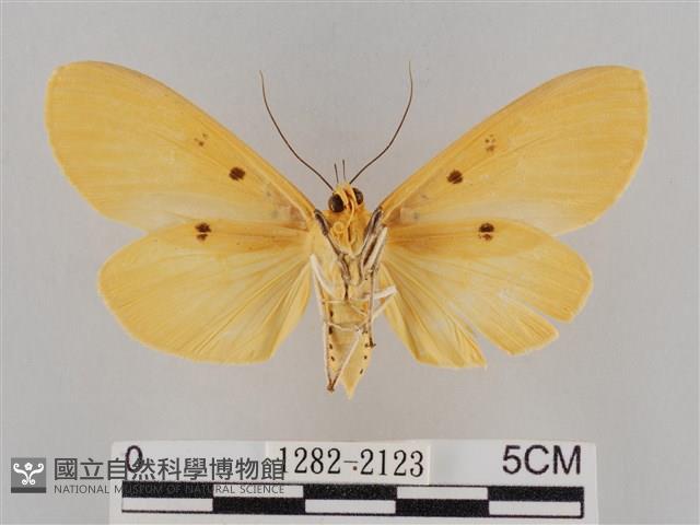 橙擬燈蛾藏品圖，第2張