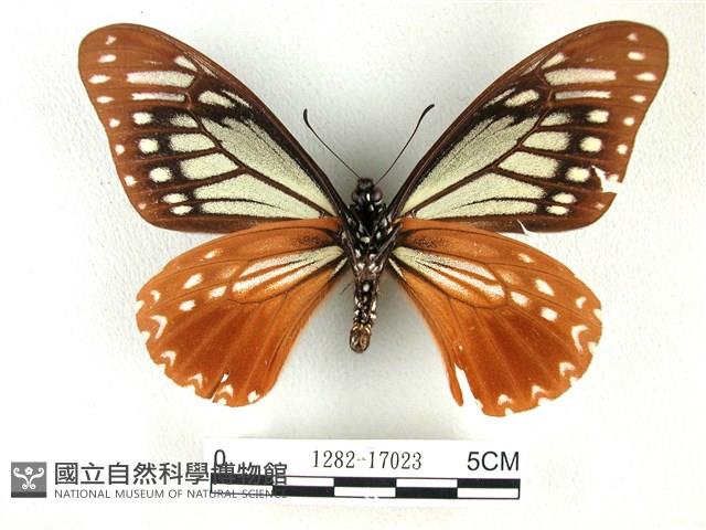 斑鳳蝶藏品圖，第2張