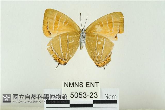 臺灣焰灰蝶藏品圖，第2張