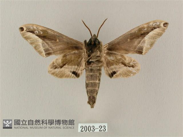 白點天蛾 藏品圖，第2張