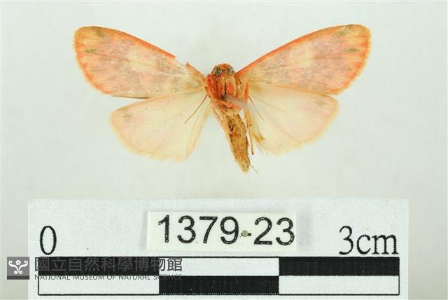 三色豔苔蛾藏品圖，第2張