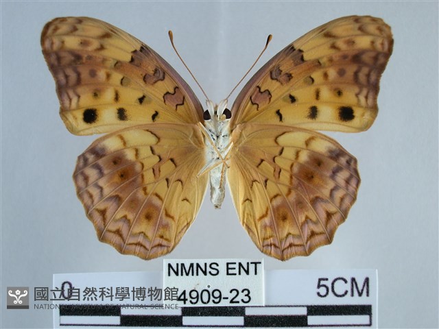 琺蛺蝶藏品圖，第2張