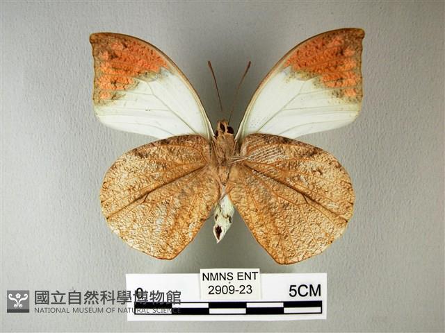 橙端粉蝶、端紅蝶藏品圖，第2張