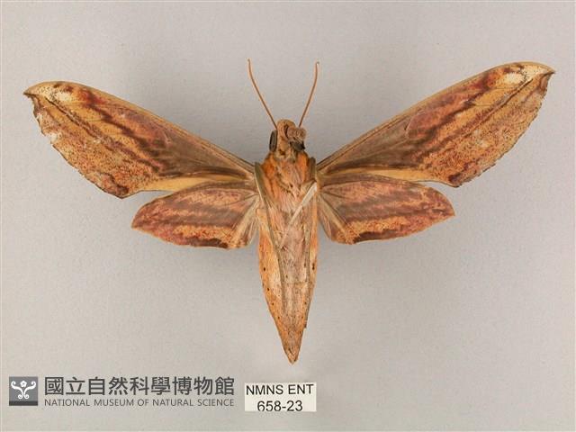 綠背斜紋天蛾藏品圖，第2張