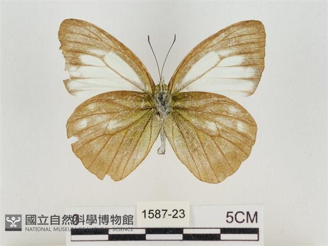 淡褐脈粉蝶藏品圖，第2張