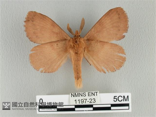 波紋枯葉蛾藏品圖，第2張