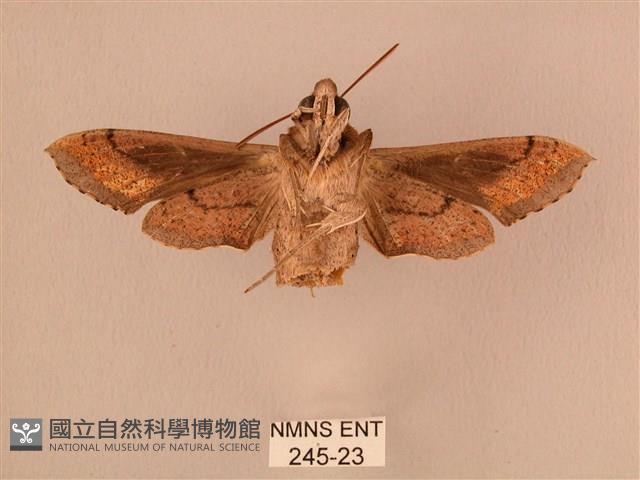 斜線天蛾藏品圖，第2張