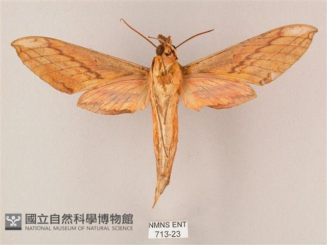 綠背斜紋天蛾藏品圖，第2張