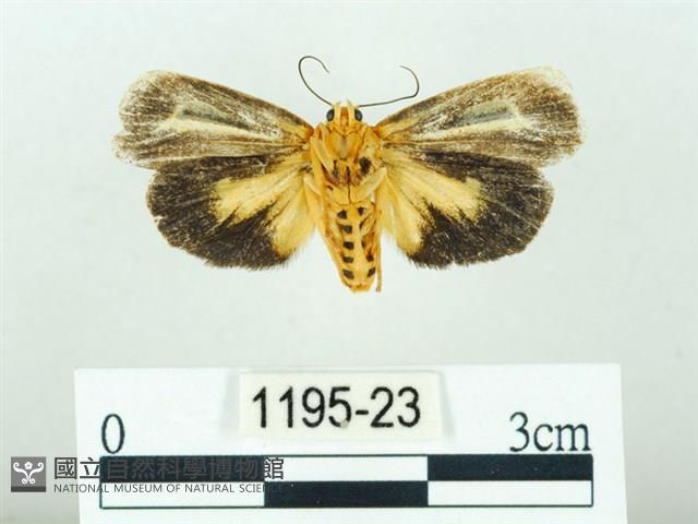 黃肩奇蛾藏品圖，第2張