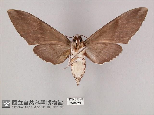 粗斜紋天蛾藏品圖，第2張