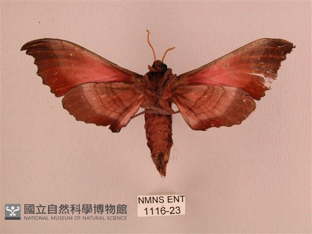 桃紅六點天蛾藏品圖，第2張