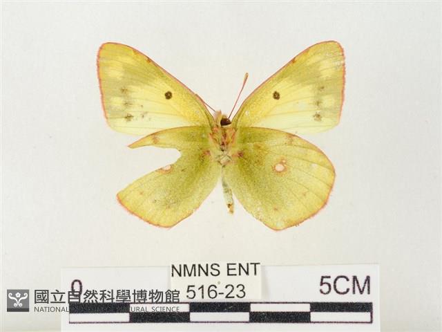 紋黃粉蝶藏品圖，第2張
