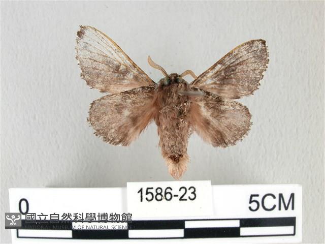 銀肩枯葉蛾藏品圖，第2張