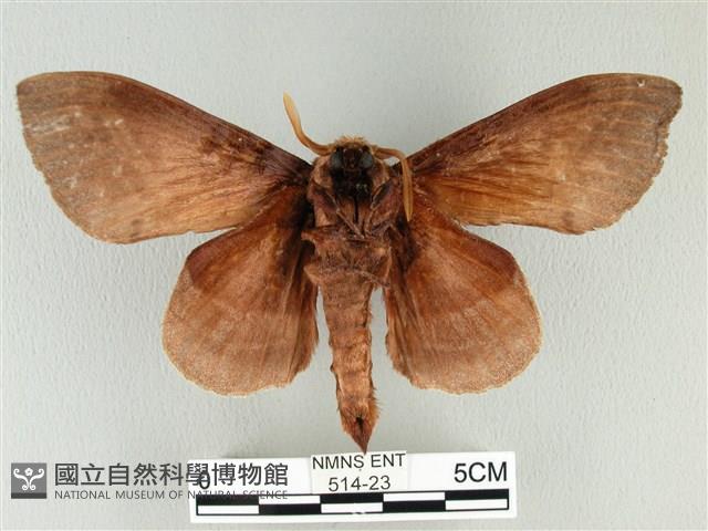 松大毛蟲藏品圖，第2張