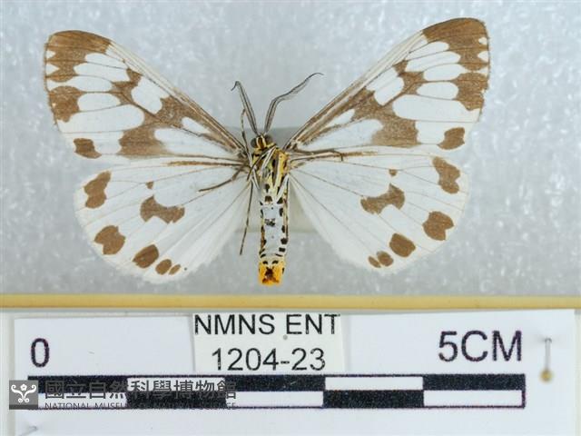 粉蝶燈蛾藏品圖，第2張