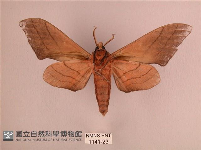 直翅六點天蛾藏品圖，第2張