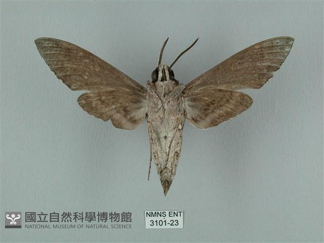 蝦殼天蛾藏品圖，第2張