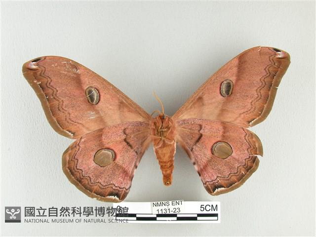 雙黑目天蠶蛾藏品圖，第2張