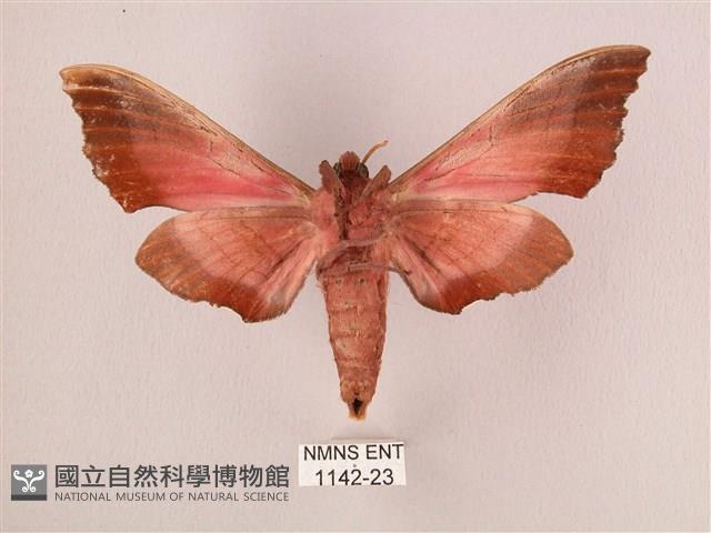 桃紅六點天蛾藏品圖，第2張