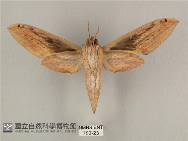 棕綠背線天蛾藏品圖，第2張