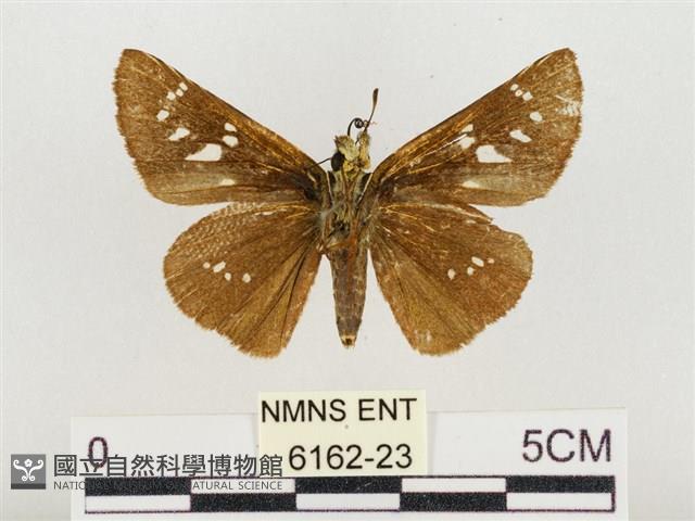 奇萊禪弄蝶藏品圖，第2張