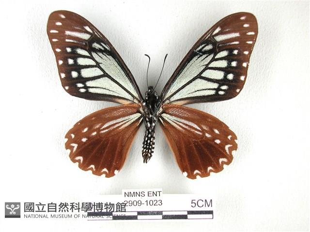 斑鳳蝶藏品圖，第2張