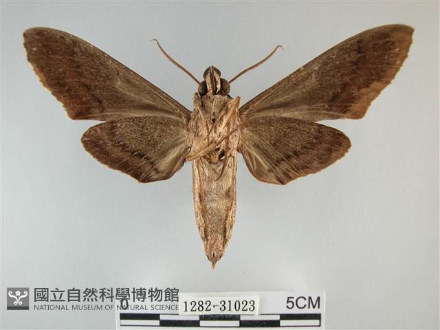 霜天蛾藏品圖，第2張