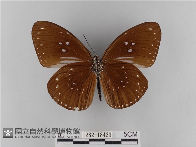 雙標紫斑蝶藏品圖，第2張
